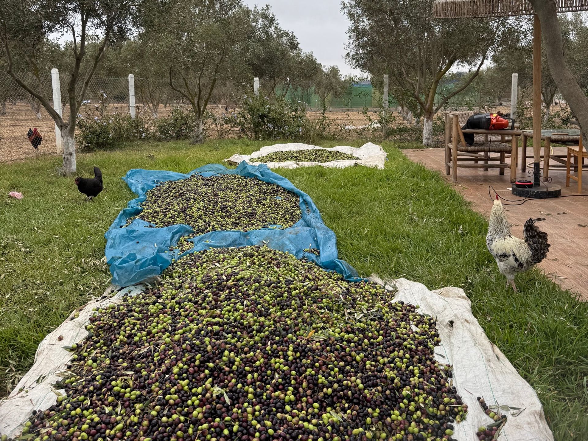 Olives fraîchement cueillies étalées sur des bâches entre les oliviers de la ferme