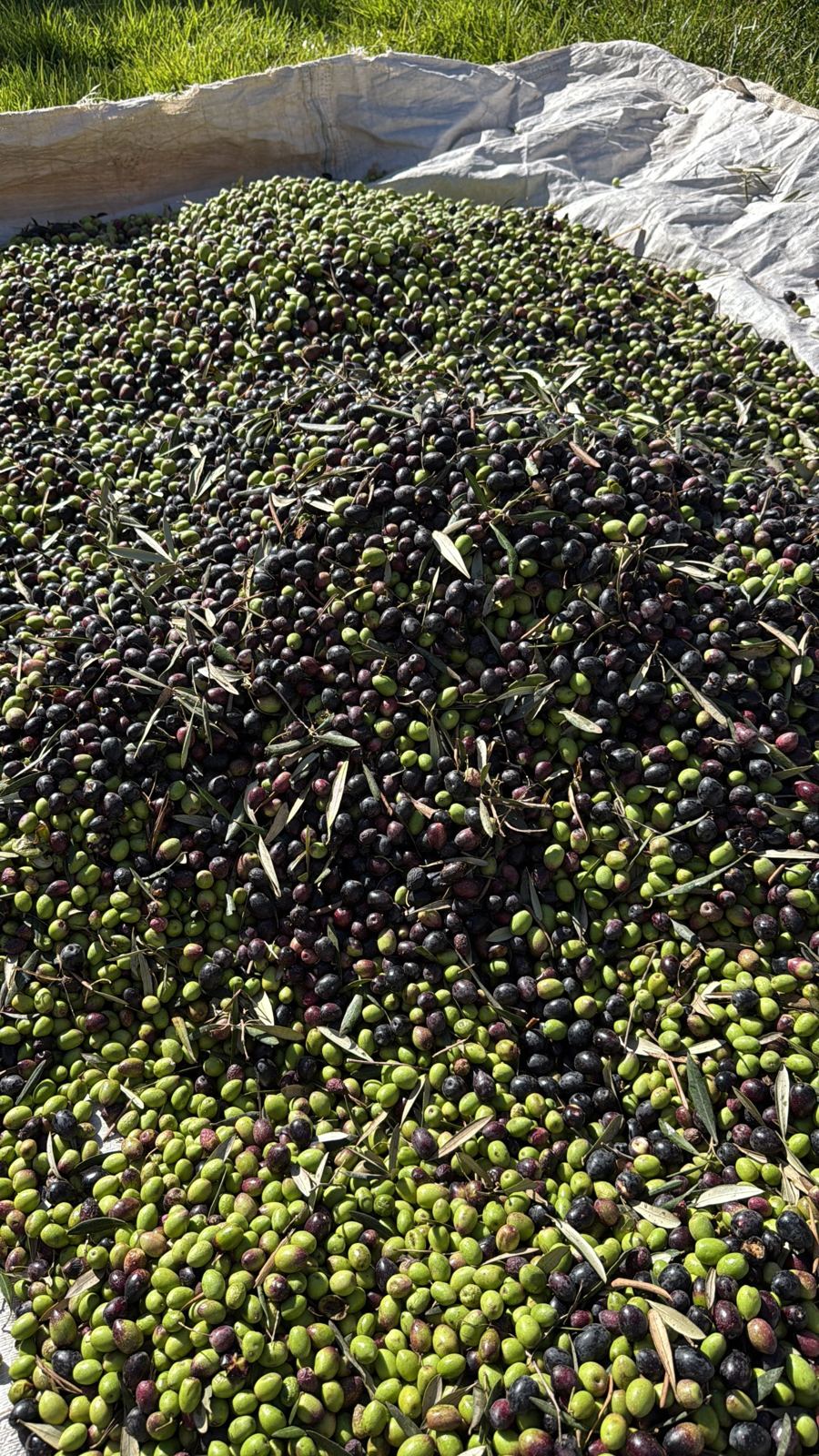 Olives vertes et noires au soleil sur une bâche